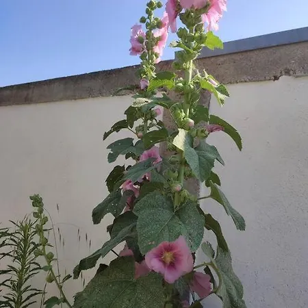 Petite Maison Chaleureuse Avec Terrasse - 2etoiles * Rochefort (Charente-Maritime)